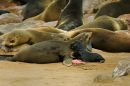 Cape Fur Seal after Giving Birth