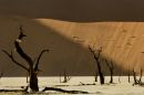 Deadvlei 1