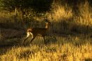Steenbok