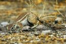 Ground Squirrel
