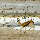 Nervous Springbok Spooks Birds at Waterhole