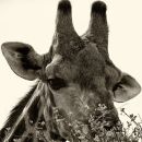 Browsing Giraffe