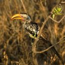 Yellow-Billed Ground Hornbill