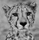 Steady Gaze