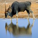 Eland at Water Hole