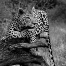 Leopard on Tree Trunk