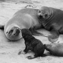 Cape Fur Seals