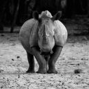 White Rhinoceros