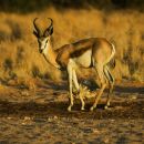 Springbok