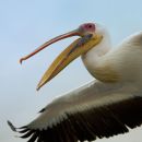 Pelican