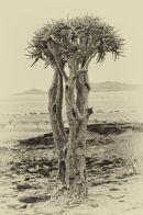 Quiver Tree