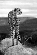 Cheetah on Termite Mound