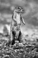 Ground Squirrel