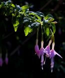 Fushia delicacy