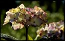 Hydrangea