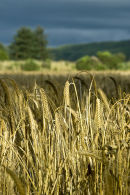 Harvest