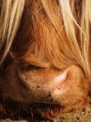 Highland nose