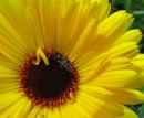 Marigold