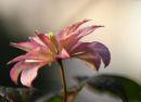 Clematis