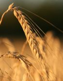 Harvest