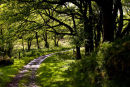 Woodlands
