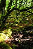 Fairy Land