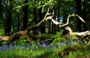Bluebells