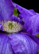 Clematis