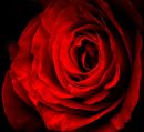 Red, red rose...