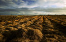 Straw Blanket