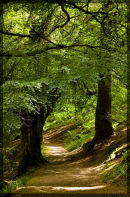 Woodland Walk