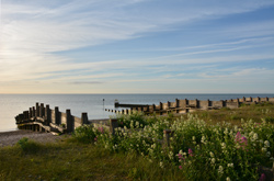 Flowers on the Beach at Whitstable